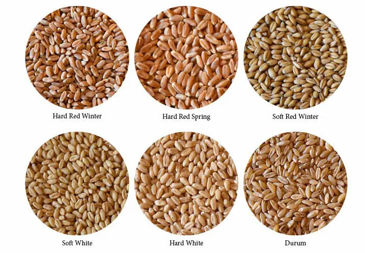 Red Wheat and White Wheat Seeds Comparisons