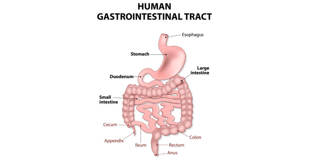GastroinTestinal Tract
